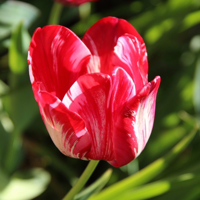 Tulipa 'Princess Elizabeth'