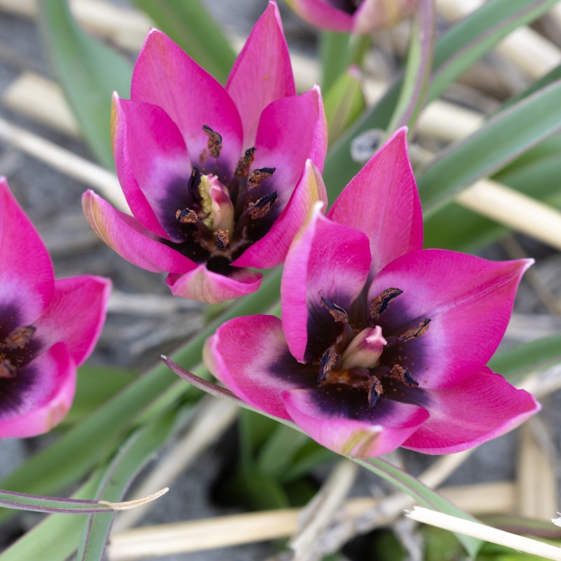 Tulipa humilis 'Norah' Tulipa humilis 'Norah'