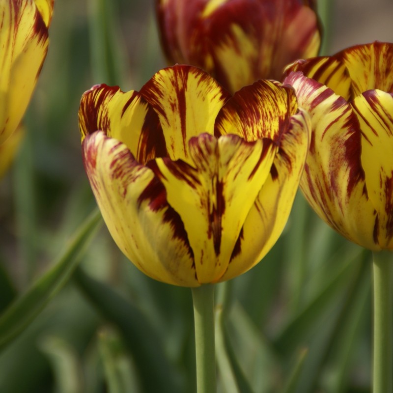 Tulipa 'Royal Souvereign' Tulipa 'Royal Souvereign'