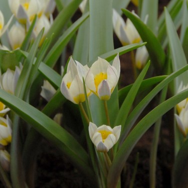 Tulipa orithyoides