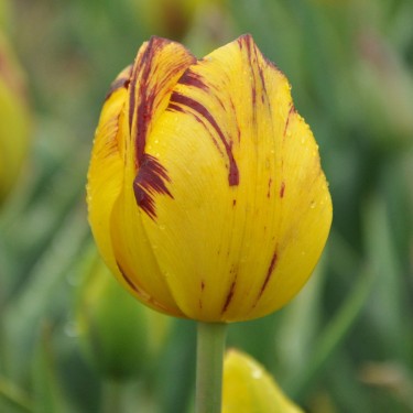 Tulipa 'Samuel Barlow' -broken-