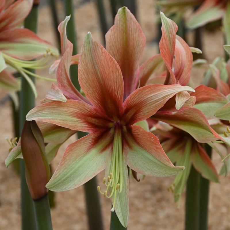 Hippeastrum 'Wild Amazone' ® Hippeastrum 'Wild Amazone' ®