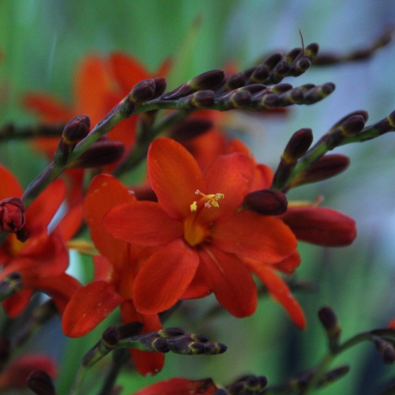 Crocosmia 'Anna Marie' Crocosmia 'Anna Marie'