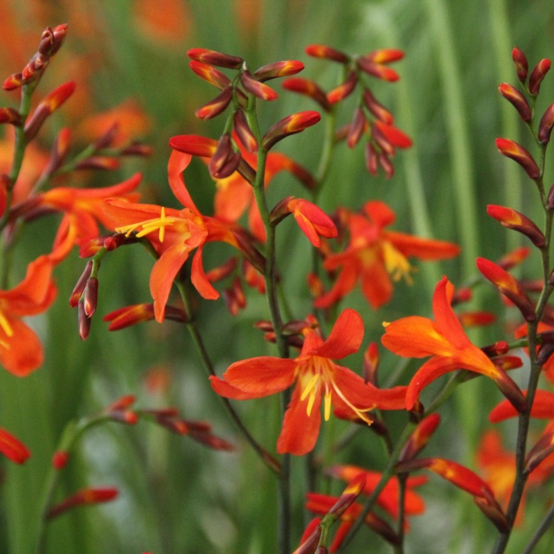 Crocosmia 'Carmine Brilliant' Crocosmia 'Carmine Brilliant'