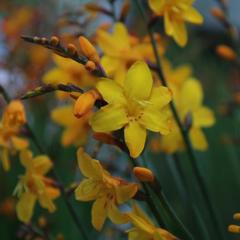 Crocosmia 'Columbus' Crocosmia 'Columbus'