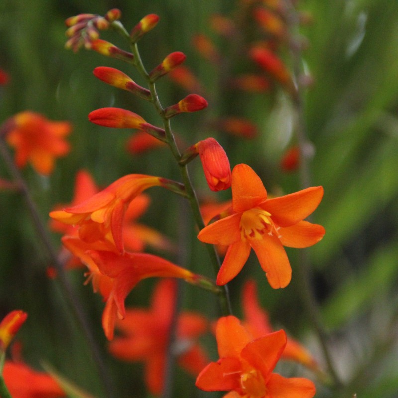 Crocosmia 'Lady Ann' Crocosmia 'Lady Ann'