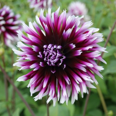 Dahlia 'Alauna Clair-Obscur' Dahlia 'Alauna Clair-Obscur'