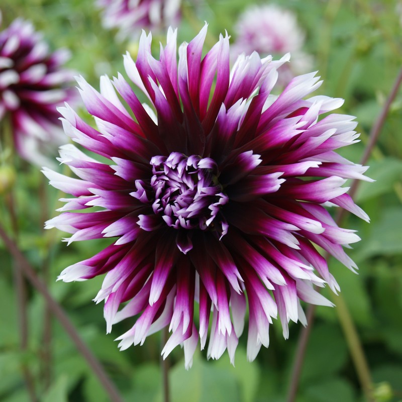 Dahlia 'Alauna Clair-Obscur' Dahlia 'Alauna Clair-Obscur'