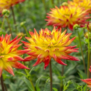 Dahlia 'Bridge View Aloha'