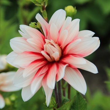 Dahlia 'Catching Fire'