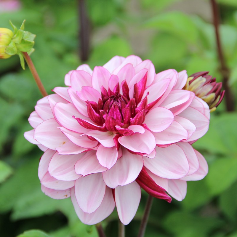 Dahlia 'Crème de Cassis' Dahlia 'Crème de Cassis'