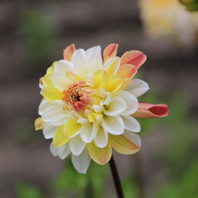 Dahlia 'Double Jill' Dahlia 'Double Jill'