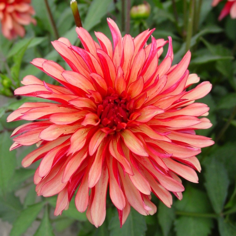 Dahlia 'Gallery Art Deco' ® Dahlia 'Gallery Art Deco' ®