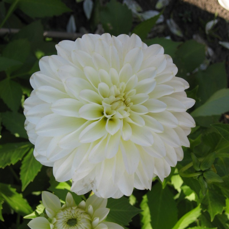 Dahlia 'Karma Serena' ® Dahlia 'Karma Serena' ®