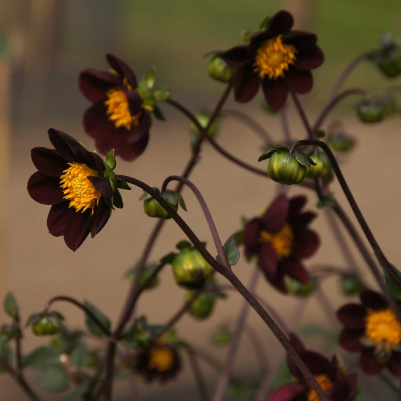 Dahlia 'Mexican Star' -BIO- Dahlia 'Mexican Star' -BIO-