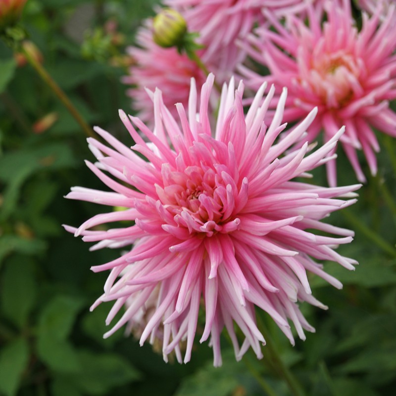 Dahlia 'Park Princess' Dahlia 'Park Princess'