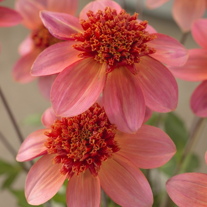 Dahlia 'Totally Tangerine' Dahlia 'Totally Tangerine'