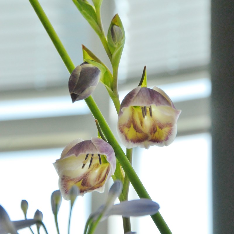 Gladiolus papilio