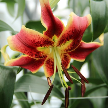 Lilium 'Scheherazade'