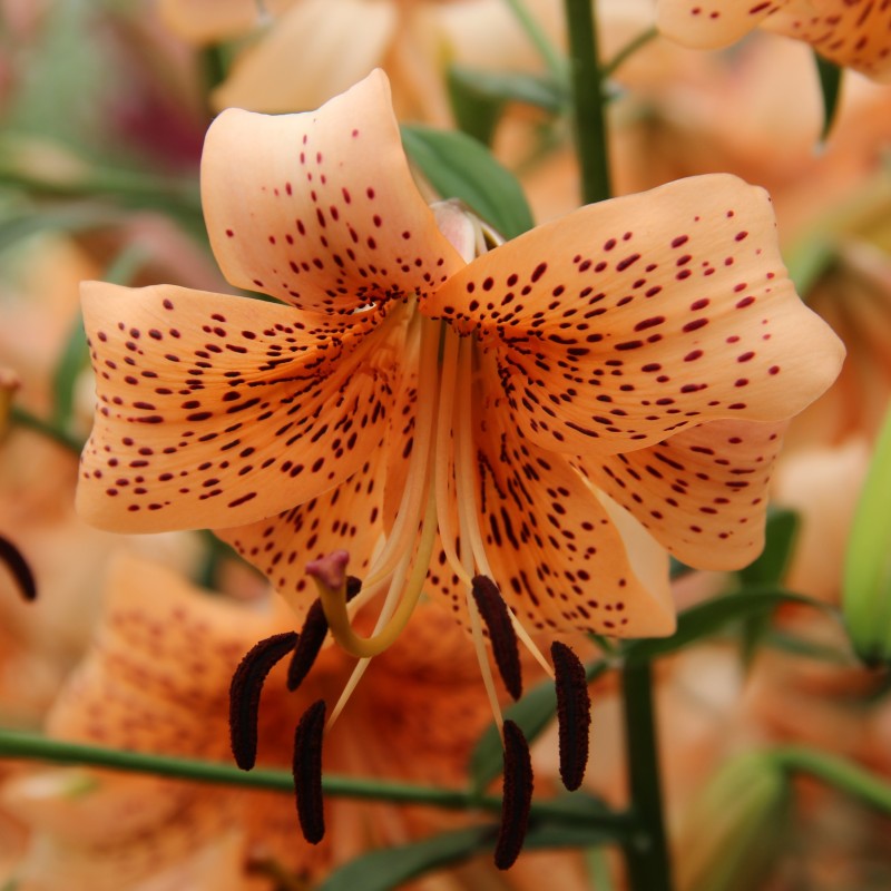 Lilium 'Tiger Babies' Lilium 'Tiger Babies'