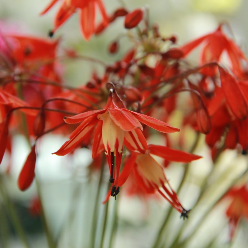 Bessera elegans