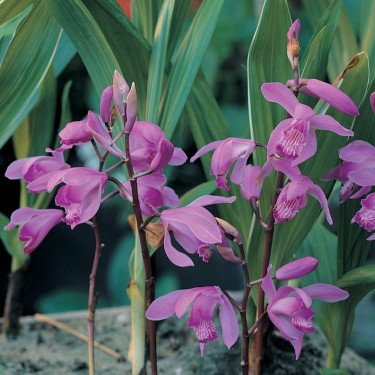 Bletilla striata