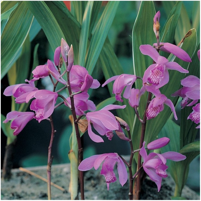 Bletilla striata