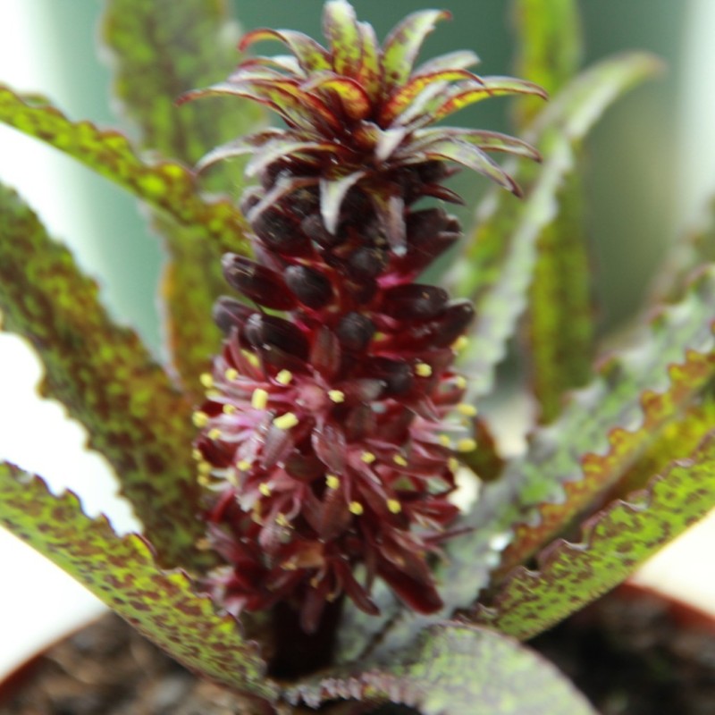 Eucomis vandermerwei 'Octopus' Eucomis vandermerwei 'Octopus'