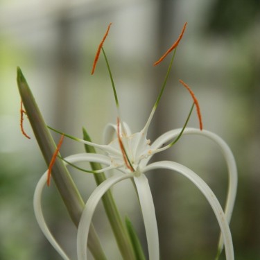 Hymenocallis harrisiana 