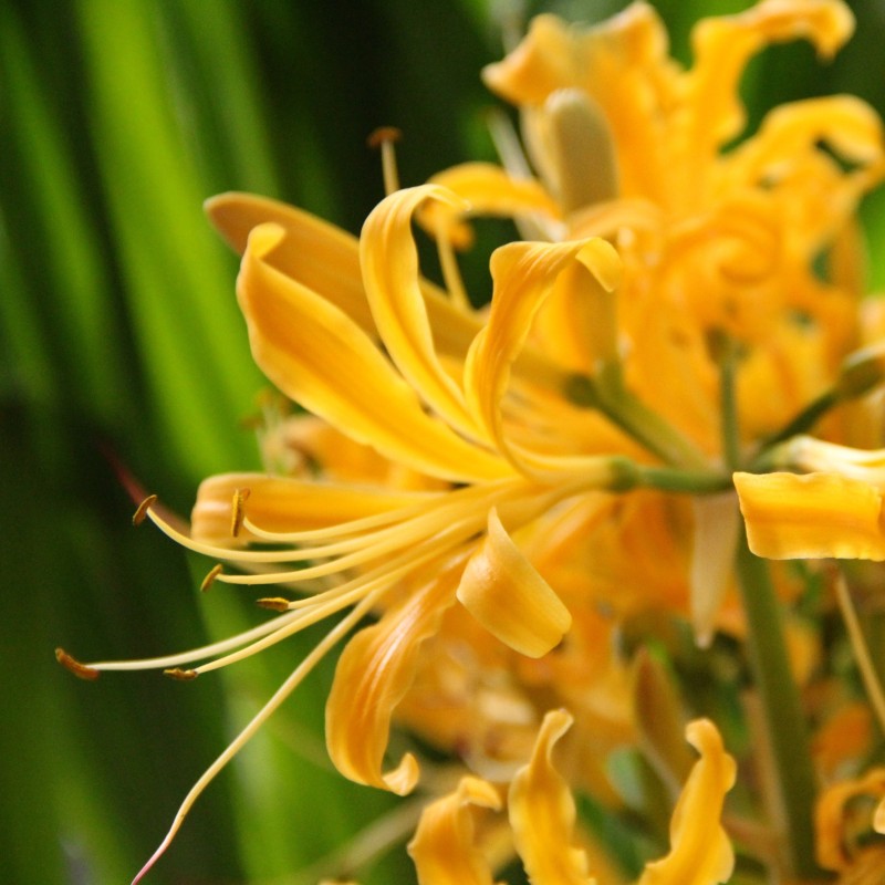 Lycoris aurea Lycoris aurea