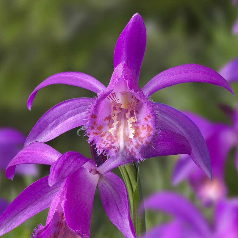 Pleione 'Tongariro' Pleione 'Tongariro'