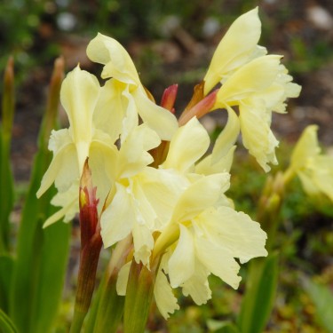 Roscoea 'Beesiana'