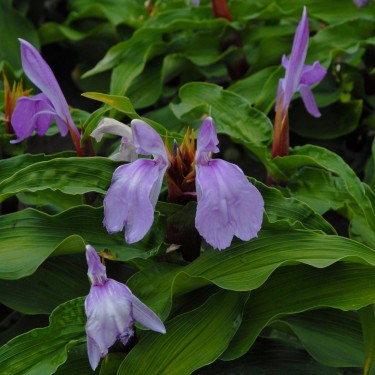 Roscoea purpurea