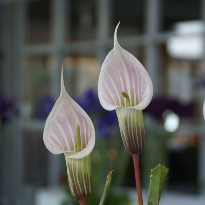 Arisaema candidissimum Arisaema candidissimum