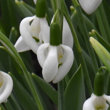 Galanthus 'Moses Basket'