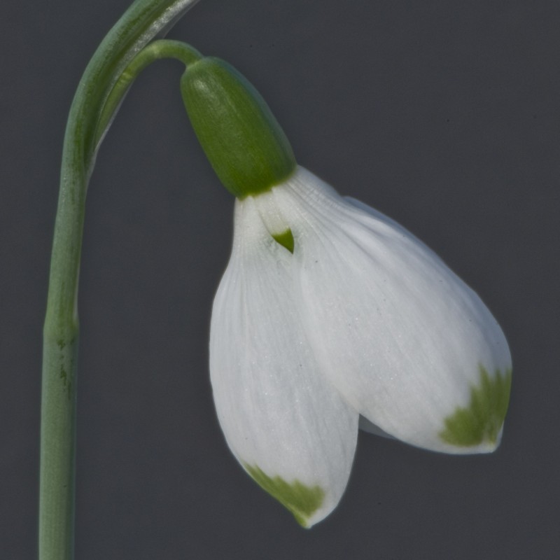Galanthus 'Sweet Alice' Galanthus 'Sweet Alice'