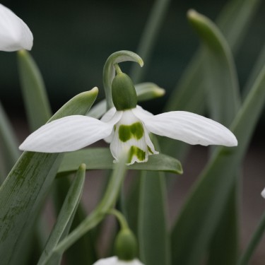 Galanthus 'Hörup'