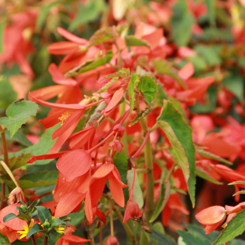 Begonia bertinii Begonia bertinii