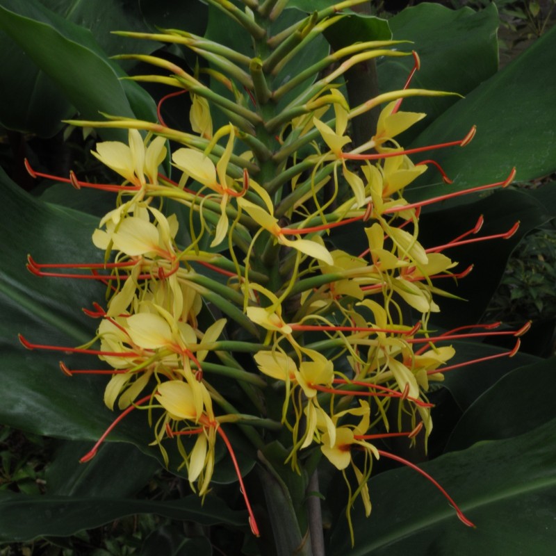 Hedychium gardnerianum