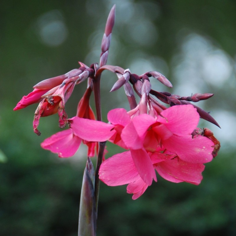 Canna x ehemanii Canna x ehemanii