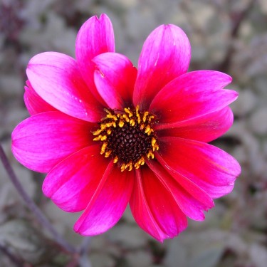 Dahlia 'Bishop of Canterbury' Dahlia 'Bishop of Canterbury'