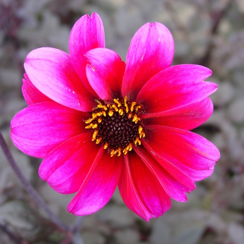 Dahlia 'Bishop of Canterbury' Dahlia 'Bishop of Canterbury'