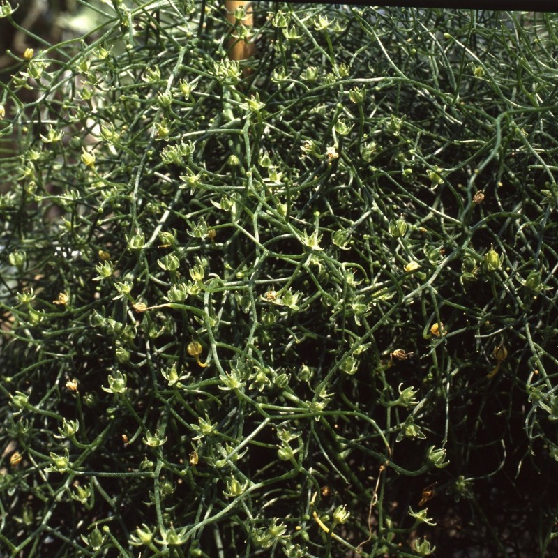Bowiea volubilis