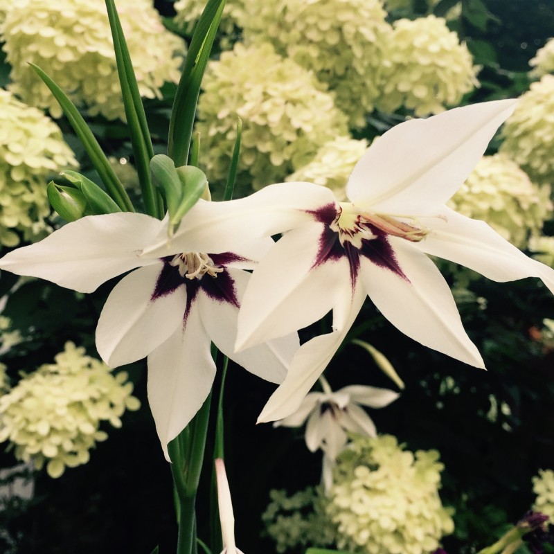 Gladiolus callianthus 'Murielae' Gladiolus callianthus 'Murielae'