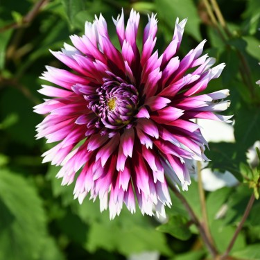 Dahlia 'Alauna Clair-Obscur' 