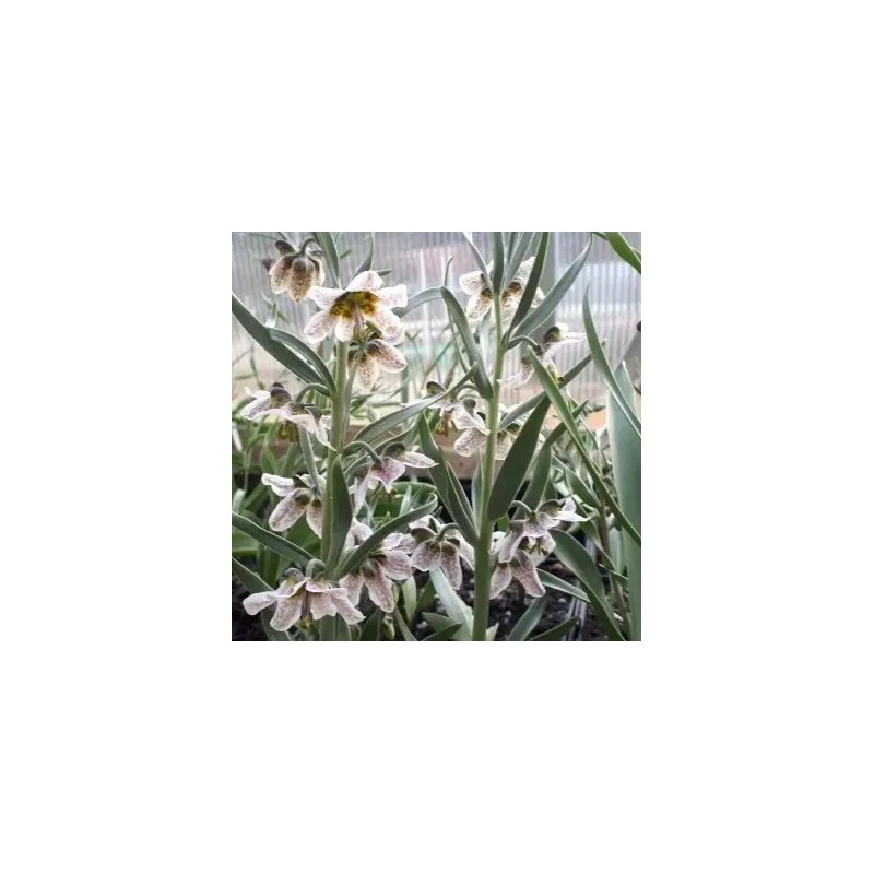 Fritillaria gibbosa