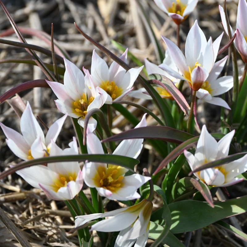 Tulipa cretica 'Chania' Tulipa cretica 'Chania'