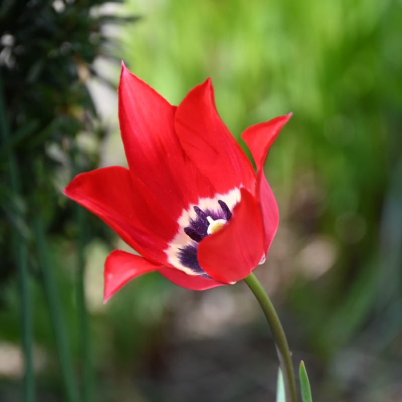 Tulipa didieri Tulipa didieri