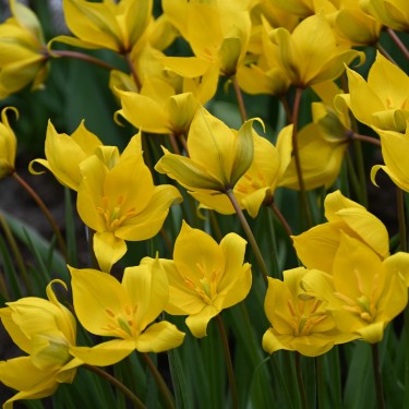 Tulipa sylvestris