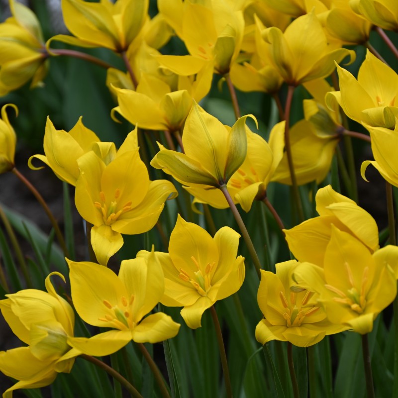 Tulipa sylvestris Tulipa sylvestris